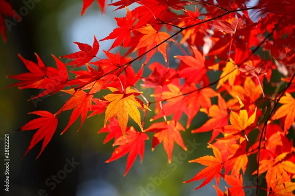 Obraz 紅葉 (東京・上野公園)