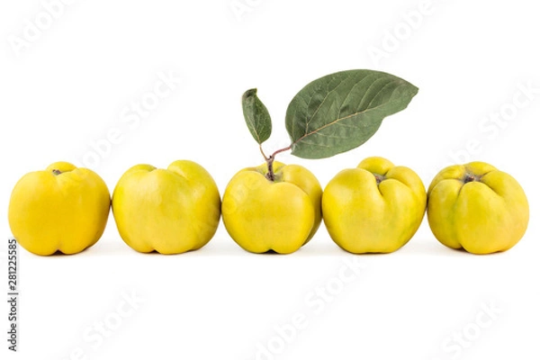 Obraz Five fresh ripe yellow quinces in a row, isolated on white background