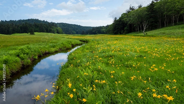 Obraz 尾瀬大江湿原のニッコウキスゲ