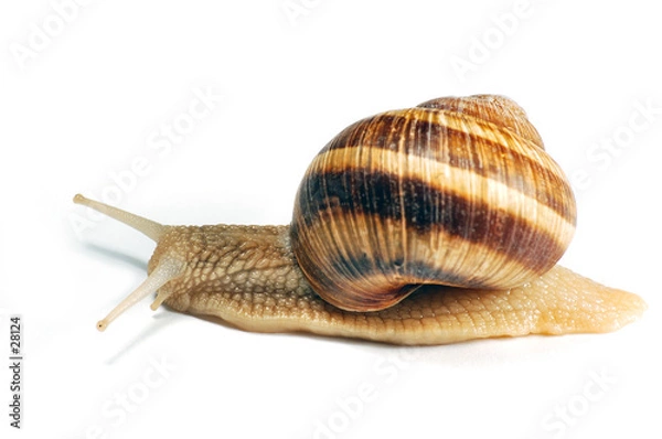 Obraz Wczorki ślimak