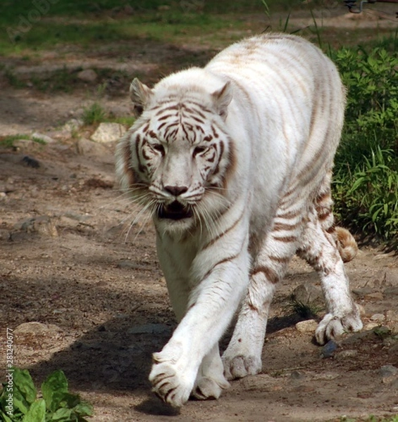 Obraz White tiger with stripes