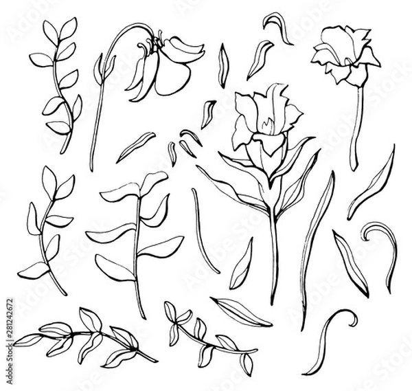 Fototapeta Hand drawn wildflowers set isolated on white background.