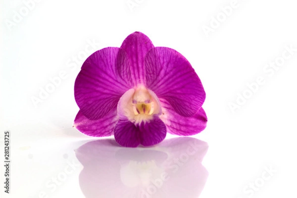 Obraz dendrobium orchids violet on white background