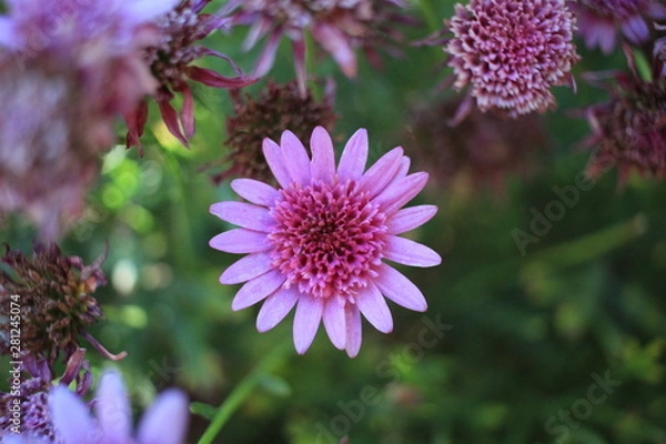 Obraz Pink Flower Close up 