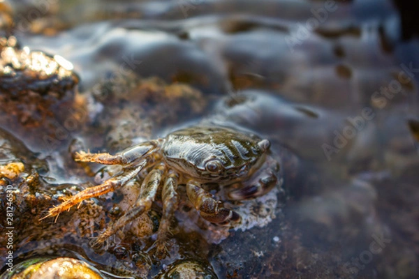 Obraz crab on a rock