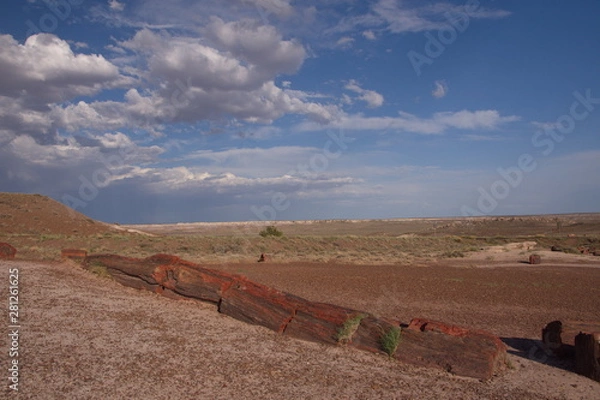 Fototapeta Petrified Forrest