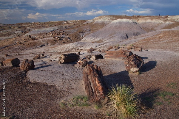Fototapeta Petrified Forrest
