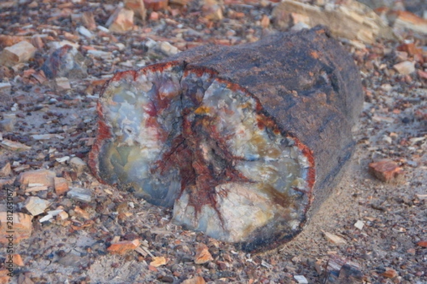 Fototapeta Petrified Forrest