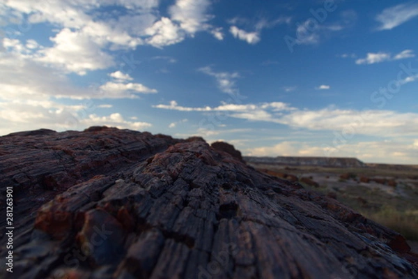 Fototapeta Petrified Forrest