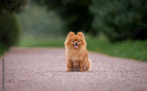 Fototapeta Little red dog breed Spitz autumn sitting in a clearing in the Park in the leaves