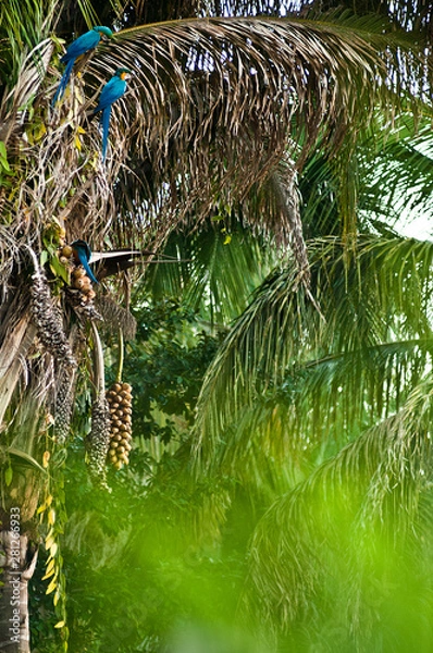 Fototapeta Lagoa das Araras