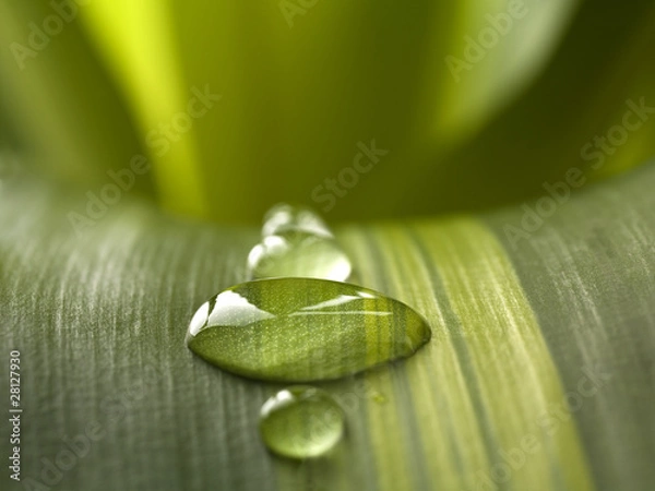 Obraz Wassertropfen auf grünem Blatt