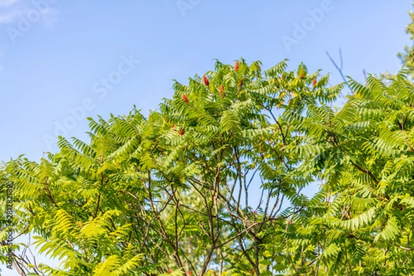 Fototapeta Sumac Tree with Sky
