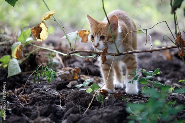 Fototapeta  red cat in nature with green leaves
