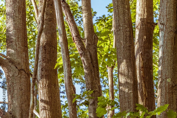 Fototapeta Tree Stumps With Branches of Leafs