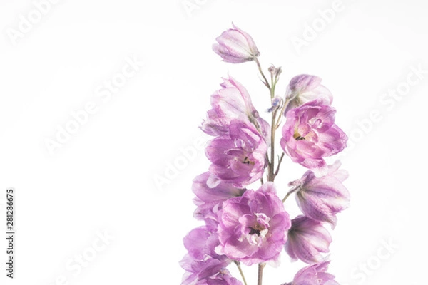 Obraz Lilac Larkspur Banner - Delphinium sp.