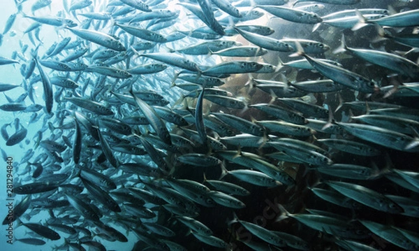 Fototapeta A school of Topsmelt or Silversides in the kelp forests of Catalina Island, California.