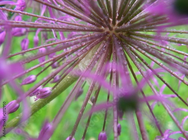 Fototapeta garlic flower