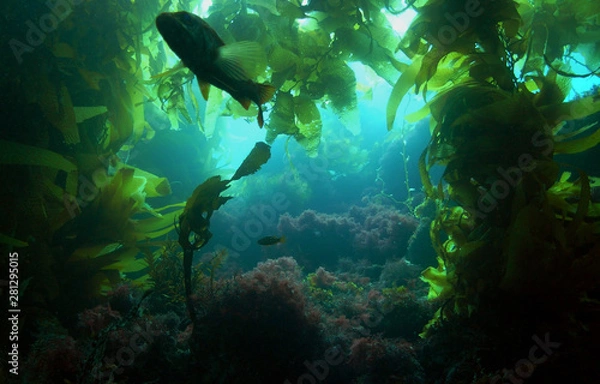 Obraz A silhouetted Calico Bass in a kelp forest off of Catalina Island, California.