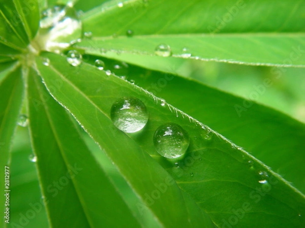 Fototapeta dew on a leaf