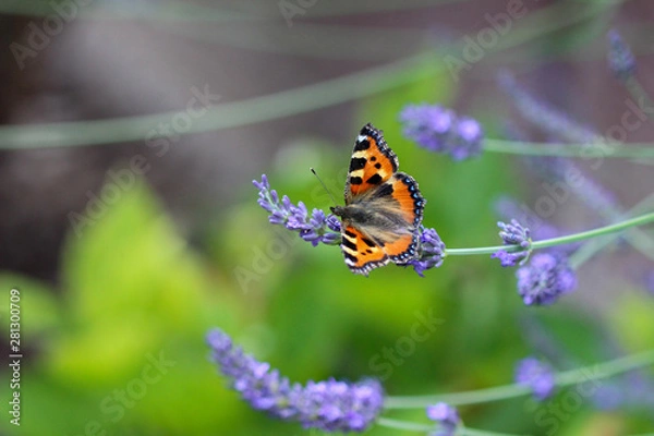 Obraz Schmetterling kleiner Fuchs (aglais urticae) auf einer Lavendelblüte