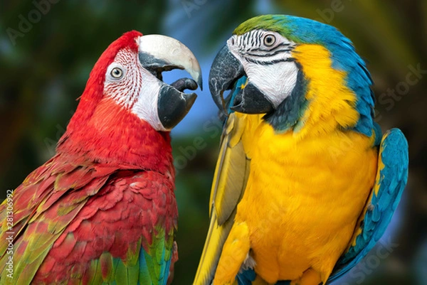 Obraz The parrots love each other