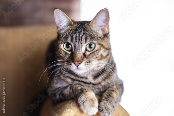 Obraz Gato observando