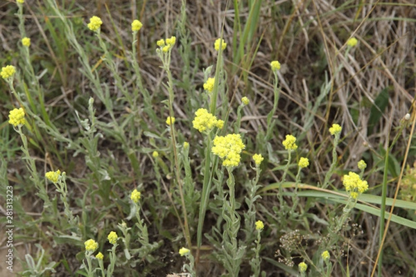 Fototapeta Helichrysum arenarium, dwarf everlast, immortelle yellow flowers