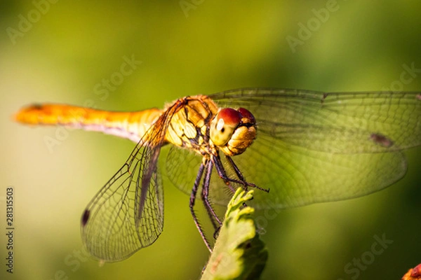 Fototapeta Macro shot of dragonfly who standing on a branch