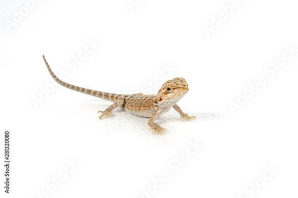 Fototapeta baby bearded dragon on a white background
