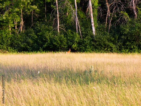 Obraz deer far away in the woods behind meadow