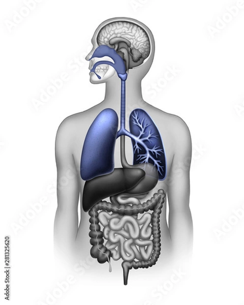 Obraz The human respiratory system