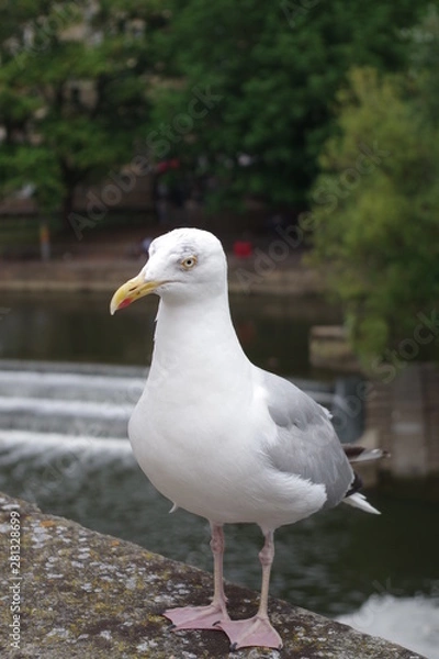 Fototapeta 野生のカモメ