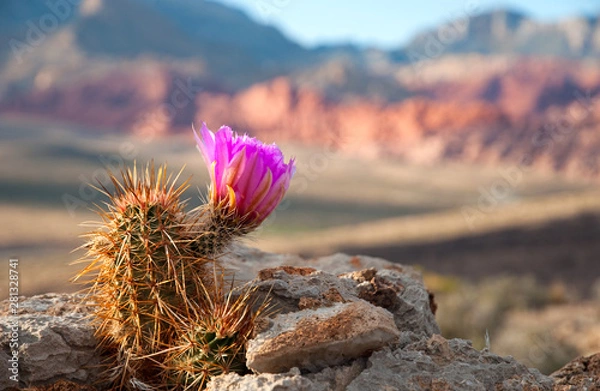 Fototapeta Englemann Hedgehog Cactus in bloom in Red Rock Canyon State Park, Nevada.