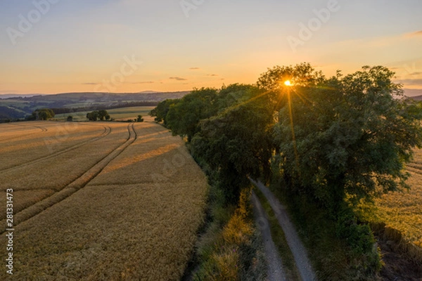Obraz Sun through the trees