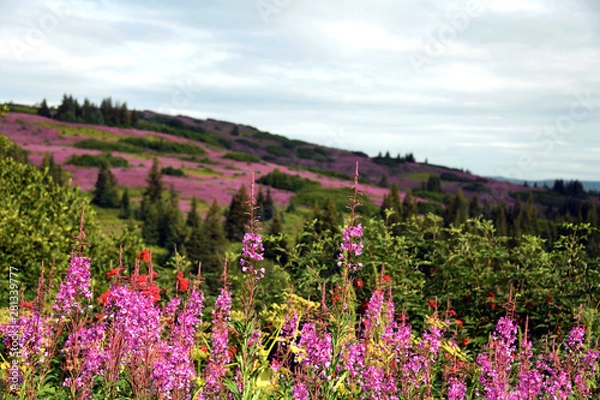 Obraz Alaska fireweed - Homer, Alaska