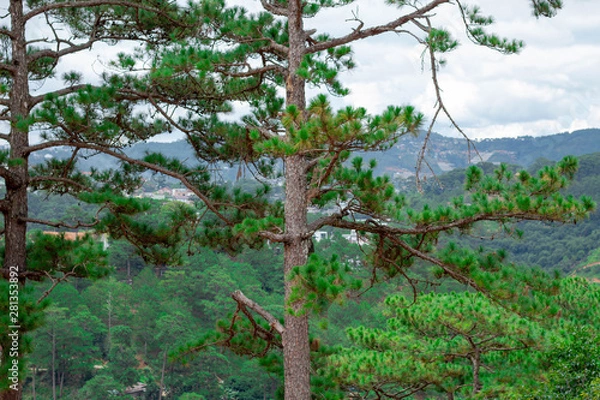 Obraz Da Lat Pine