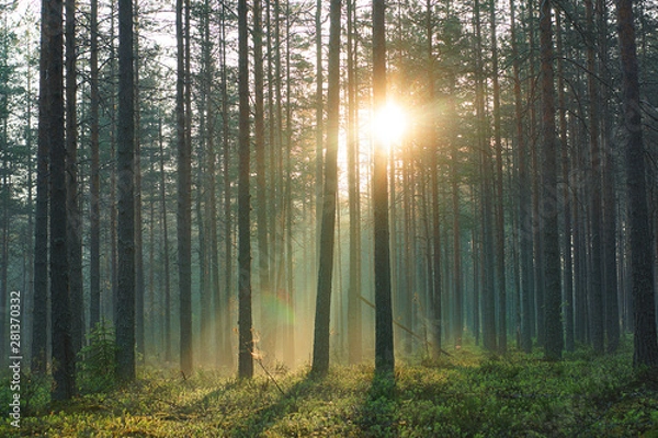 Fototapeta The rays of the morning warm sun pass through the pine forest in the early summer morning