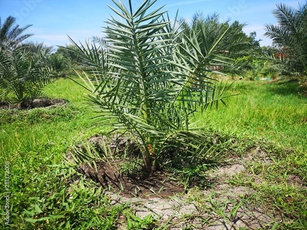 Obraz palm tree in the garden.