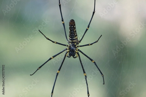 Obraz spiders in a garden