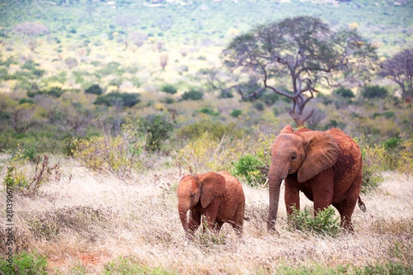 Fototapeta A family of red elephants on their trek through the savanna