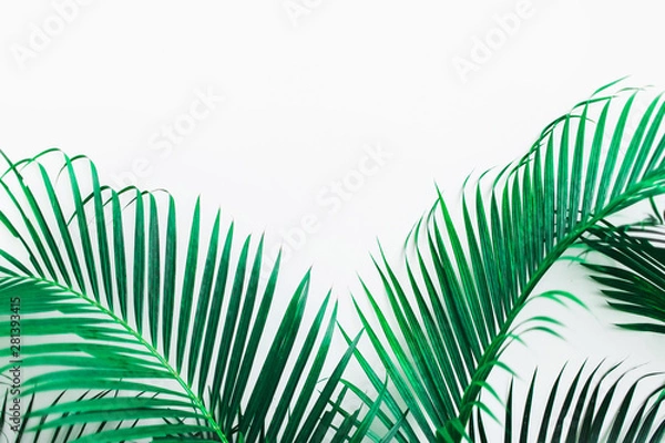 Fototapeta Background with tropical green palm leaves isolated on white. Empty place for sign, logo, design. Exotic plant jungle texture.