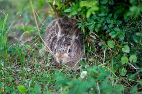 Obraz Süsser Feldhase unter einem Gebüsch geduckt 