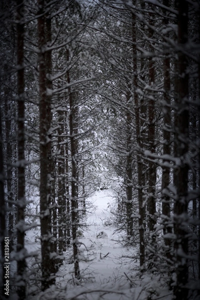 Fototapeta Tree trunks in vinter