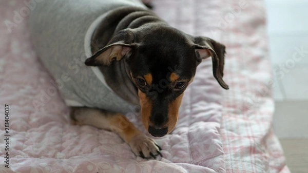Obraz Dachshund, a puppy lying on its stomach.