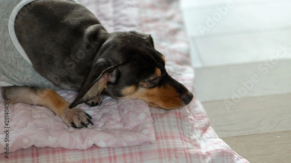 Obraz Dachshund, a puppy lying on its stomach.