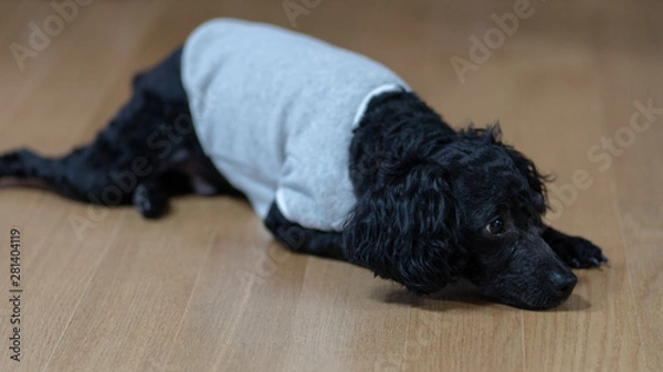 Obraz A dog lying on its stomach, a black poodle.