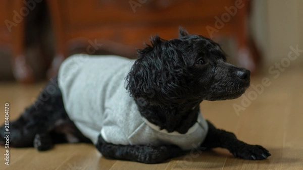 Obraz A dog lying on its stomach, a black poodle.