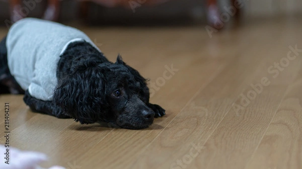 Obraz A dog lying on its stomach, a black poodle.