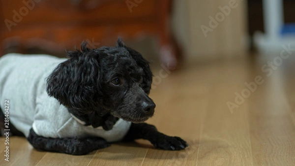 Obraz A dog lying on its stomach, a black poodle.